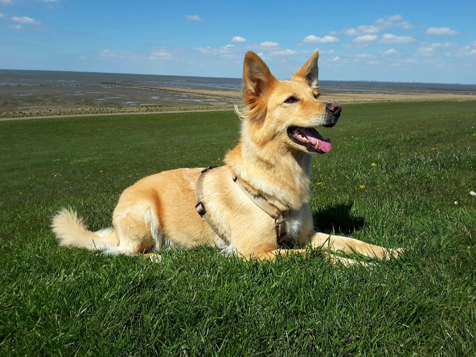 Hybrid pet north sea