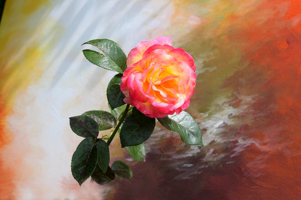 Pink rose pink blossom