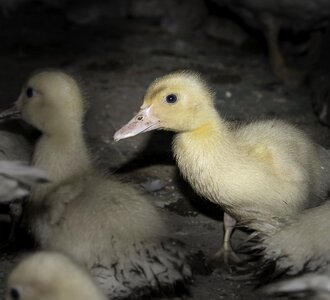 Duck baby farm photo