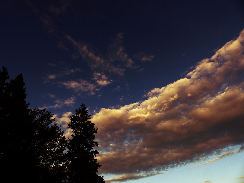 Sunset tree silhouette