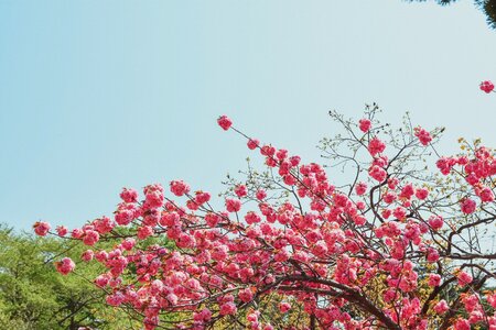 Fold cherry flowers spring