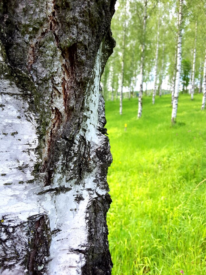 Log tree bark birch trunk photo