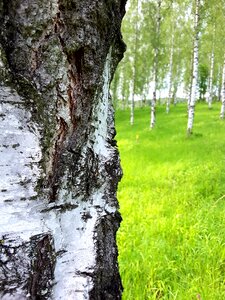 Log tree bark birch trunk