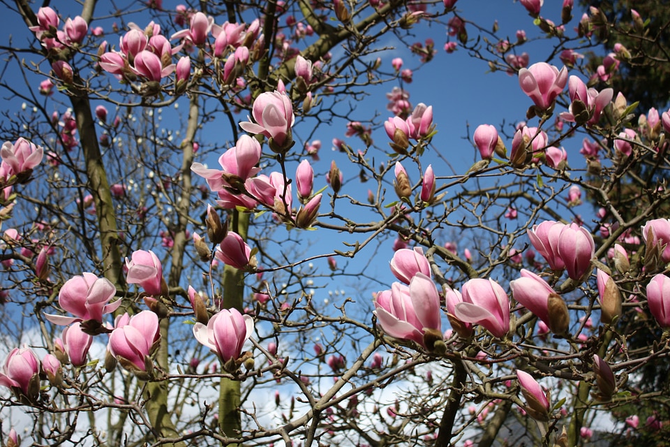 Garden tree spring