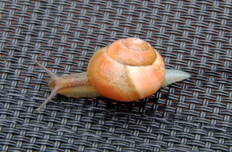 Nature mollusk spiral