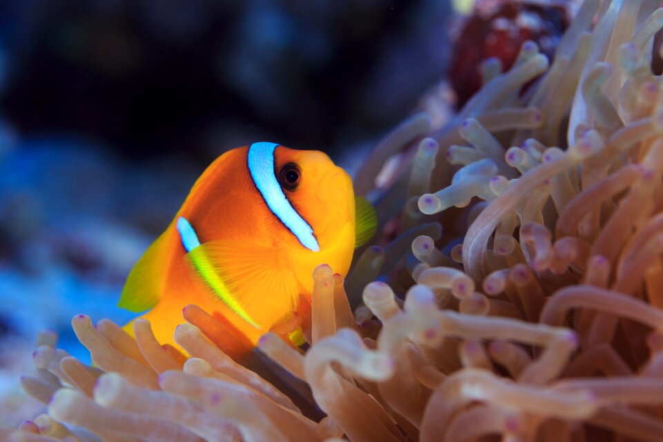 Sea animal meeresbewohner underwater world photo