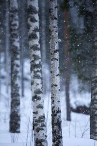 Snow frost finnish photo