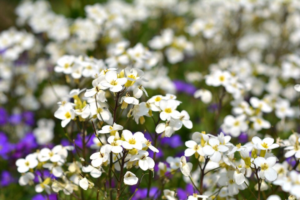 Spring the petals spring flower