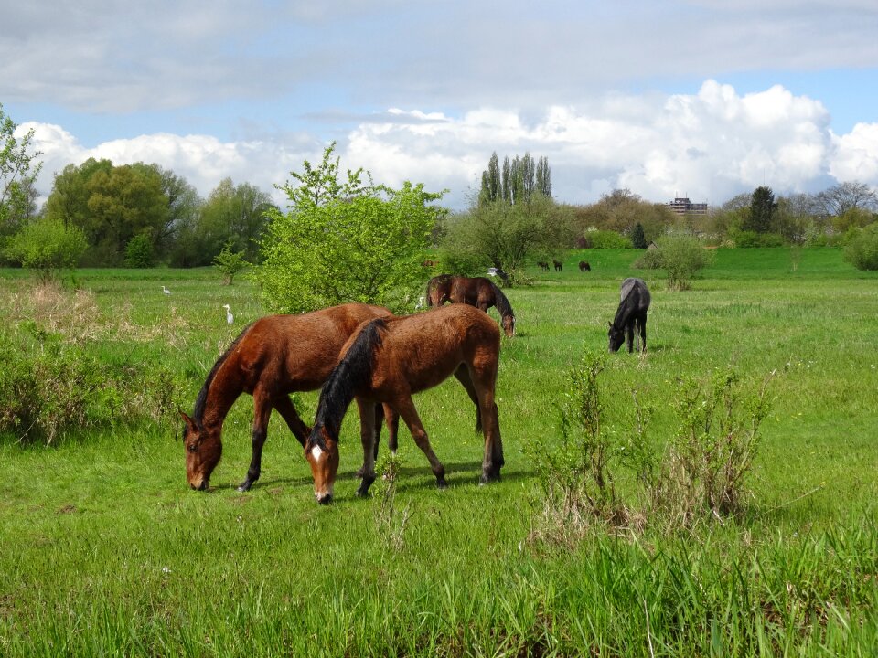 Horses floodplain nature