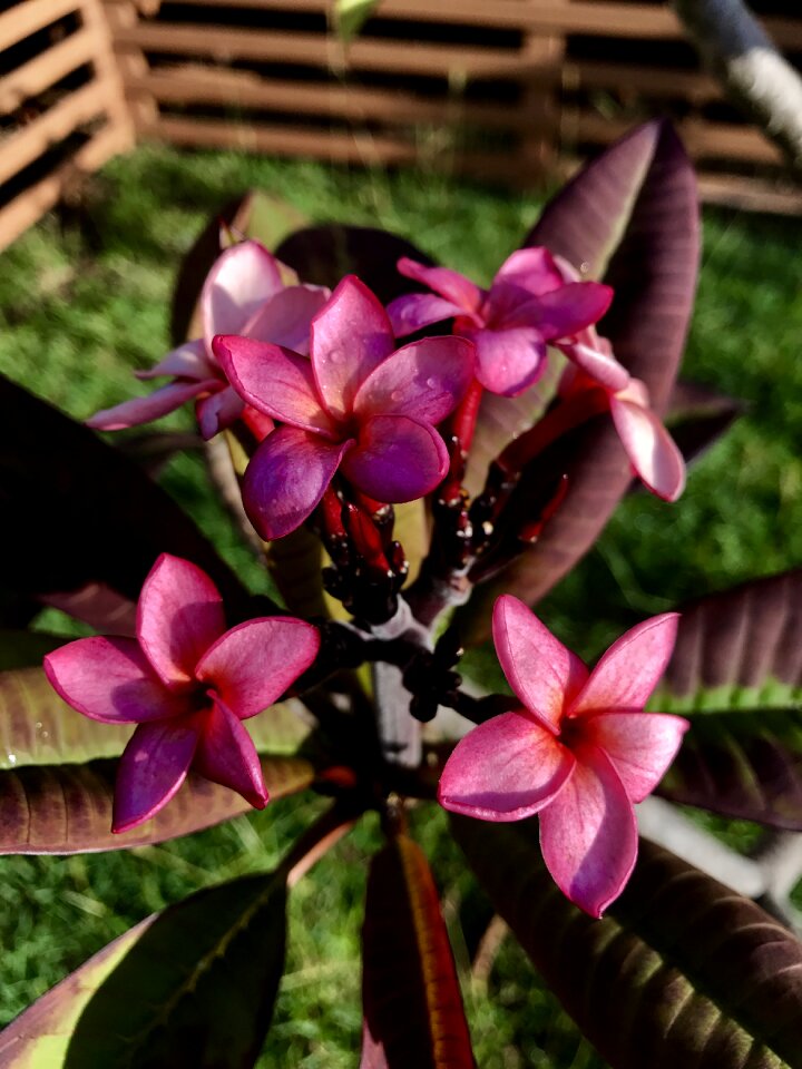 Red flower hawaii