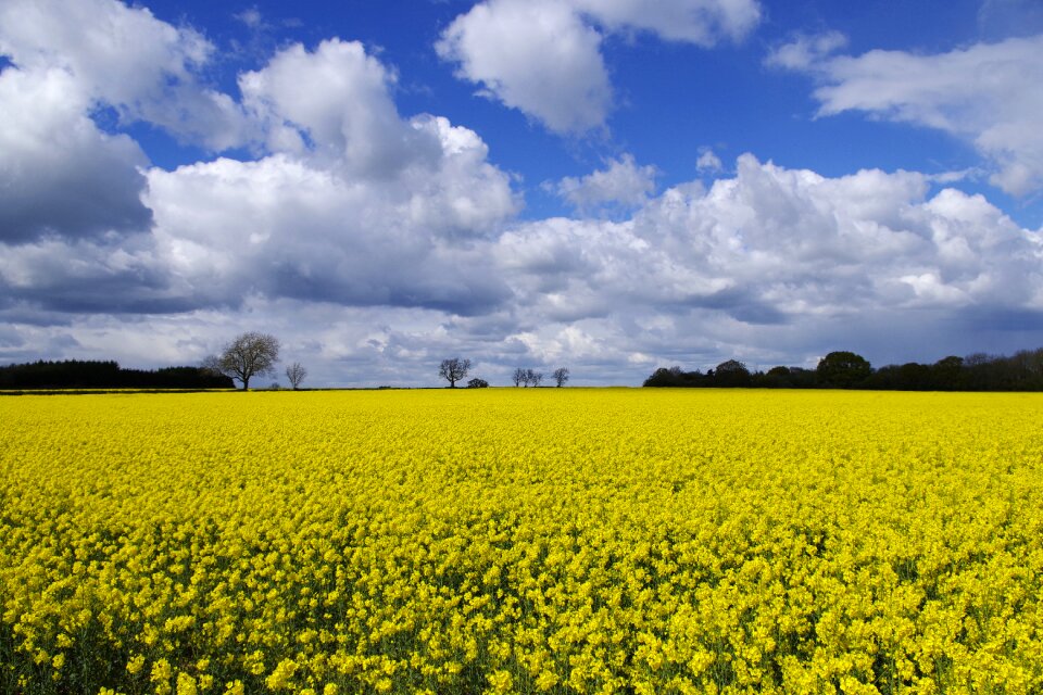 Fields horticulture