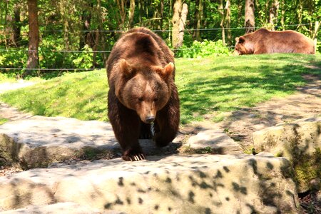 Bear wildlife park brown bear