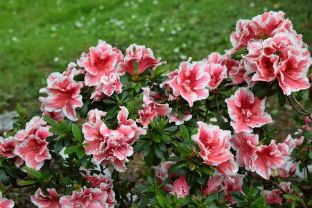 Pink flower flower plants