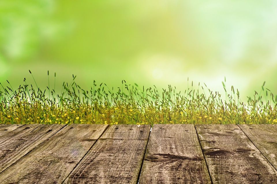 Spring wood grass