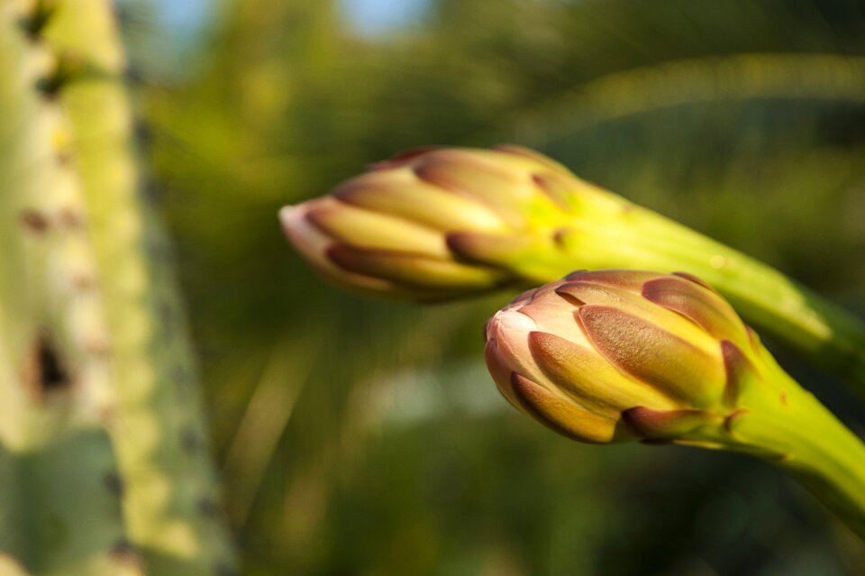 Cactus blossom bloom