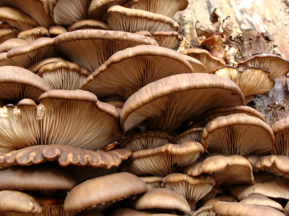 Pleorotus scrivia mushrooms