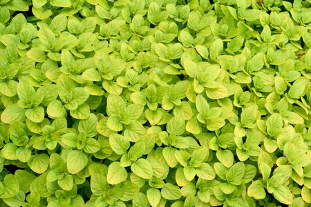 Green wallpaper garden