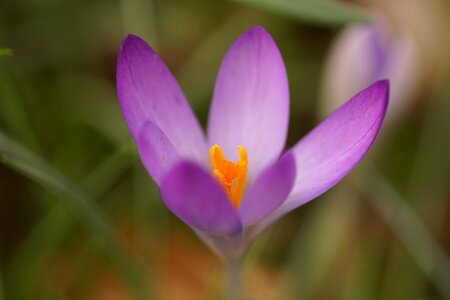 Crocus spring plant