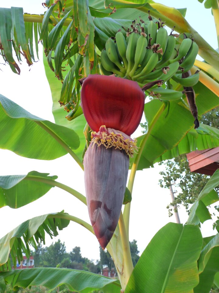 Banana shrub tropical immature
