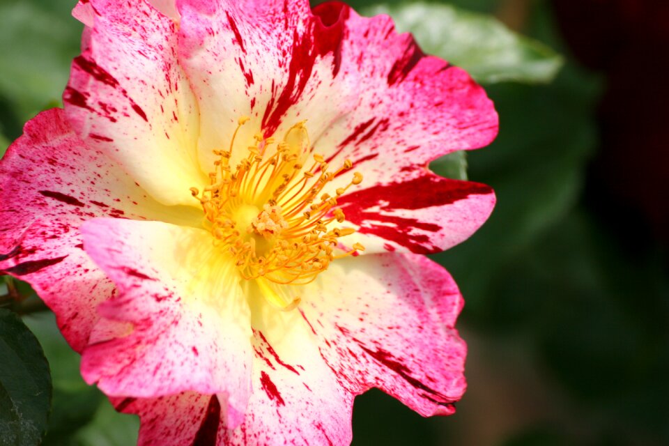 Nature plant floral