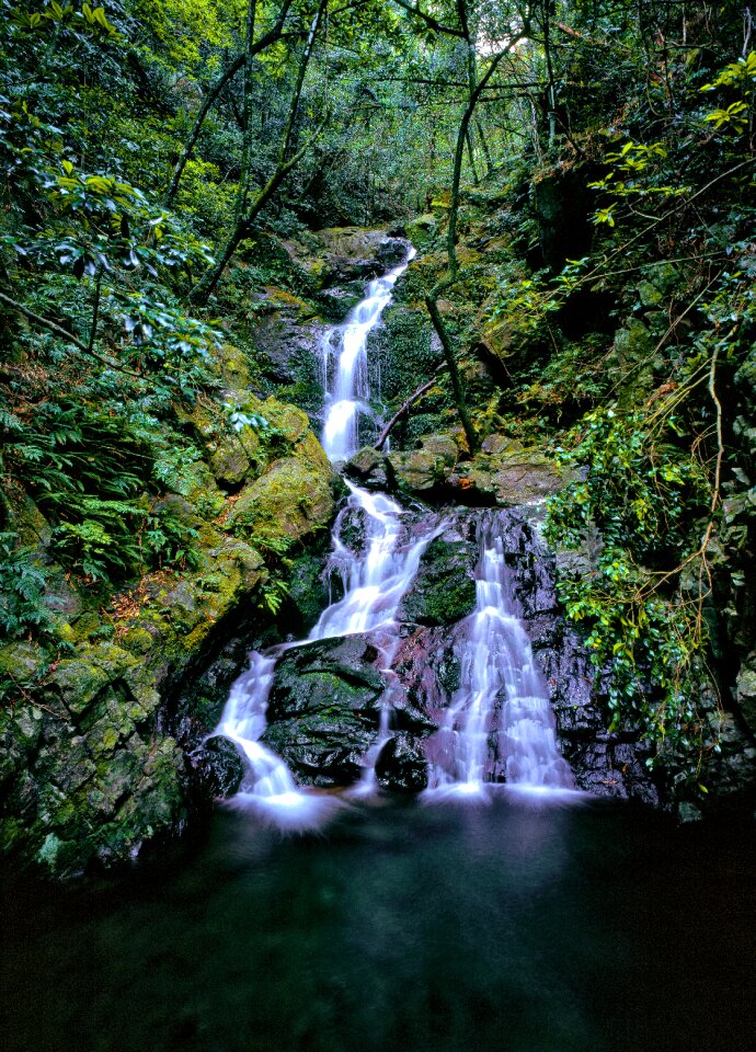 Ferns yakushima island world heritage region