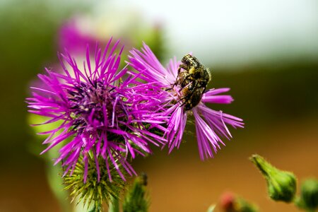 Beetles insects flowers photo