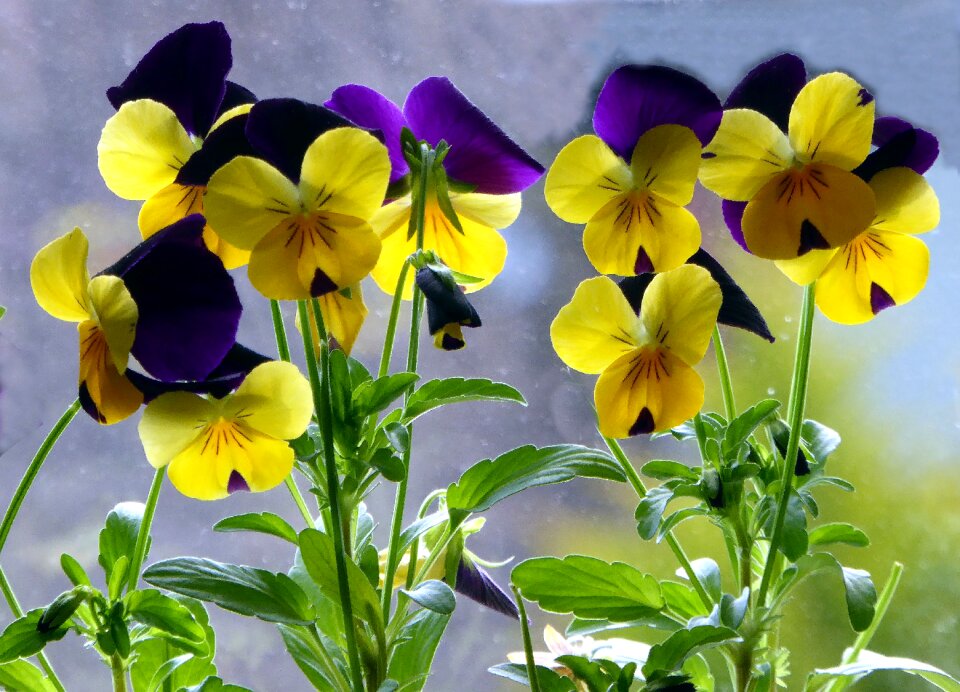 Colorful yellow blue