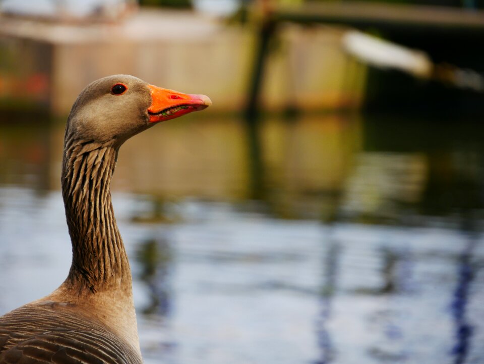Lake water bird portrait
