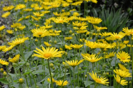 Yellow flower plant flower