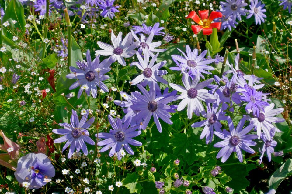 Marguerite blue planting