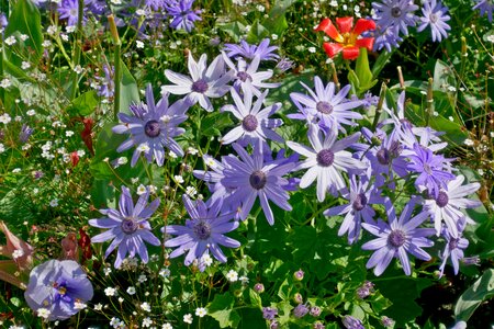 Marguerite blue planting photo