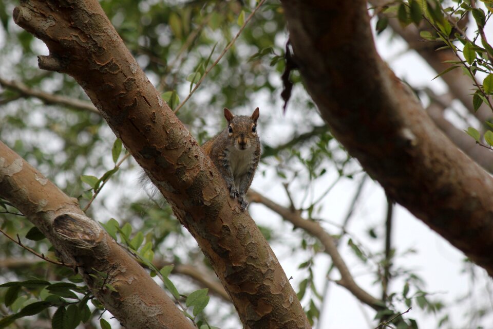 Animals trees park