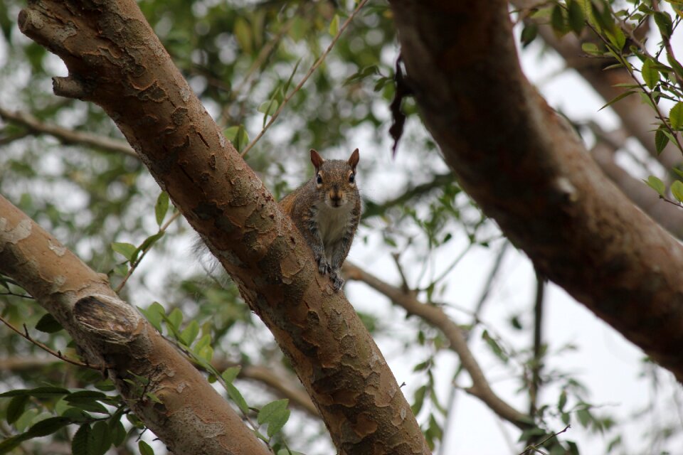 Animals trees park photo