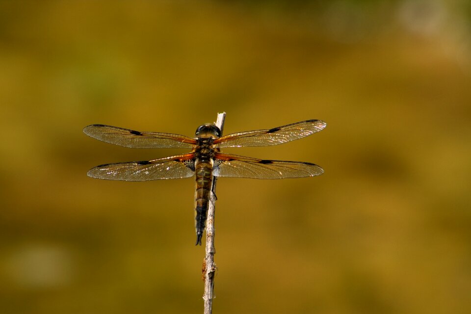 Insect wing flight insect