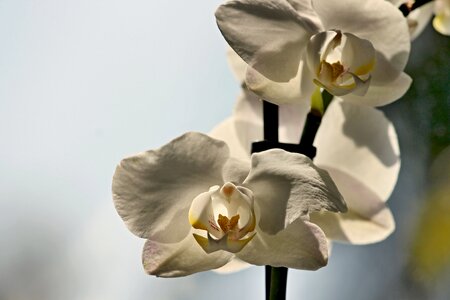 Close up plant phalaenopsis photo