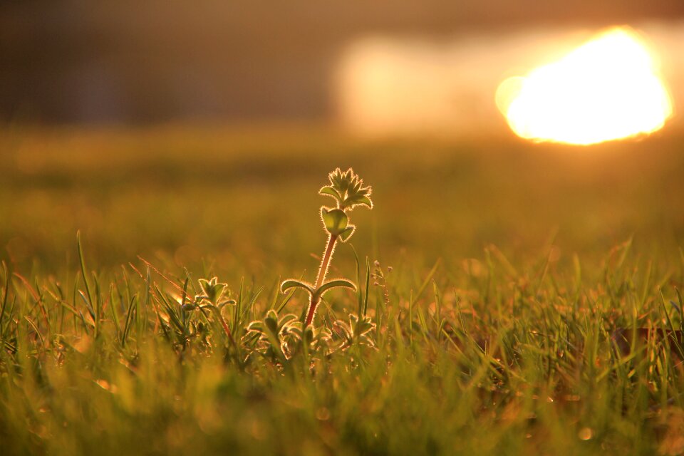 Shining grass backlighting