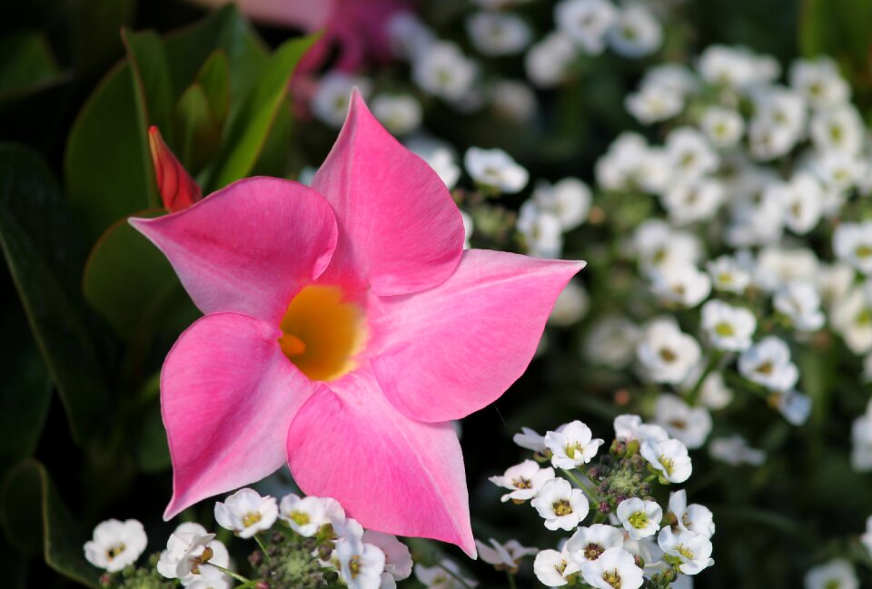 Funnel like garden plant funnel flower