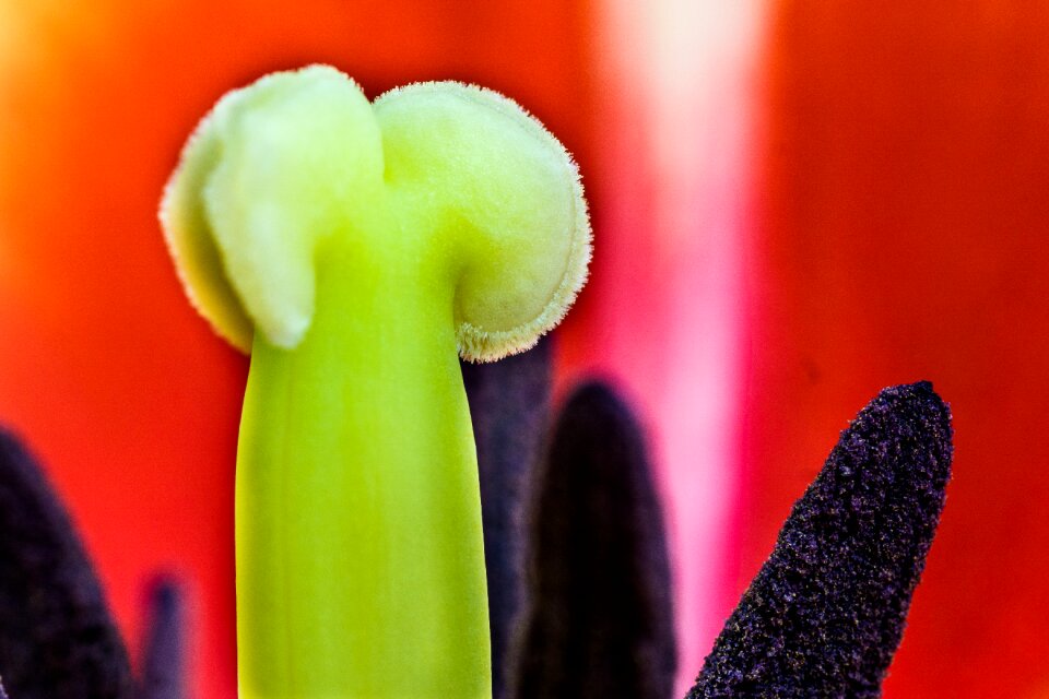 Macro detail kver