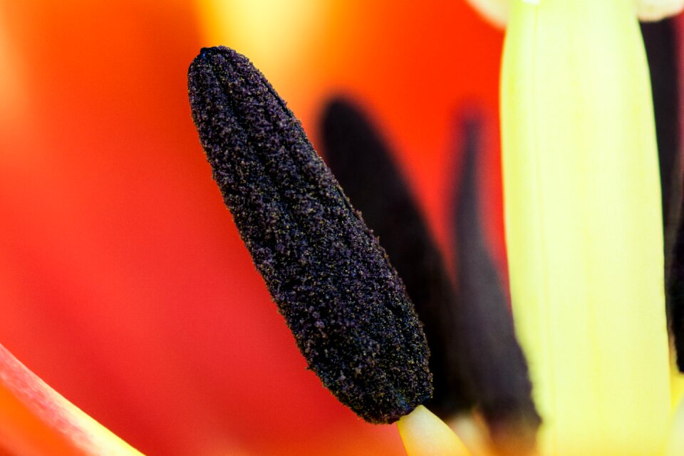 Flower detail of the flower nature