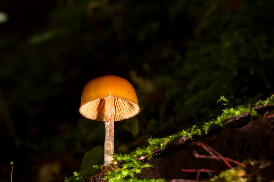 Mushroom small mushroom sponge