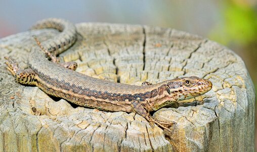 Reptile animals animal