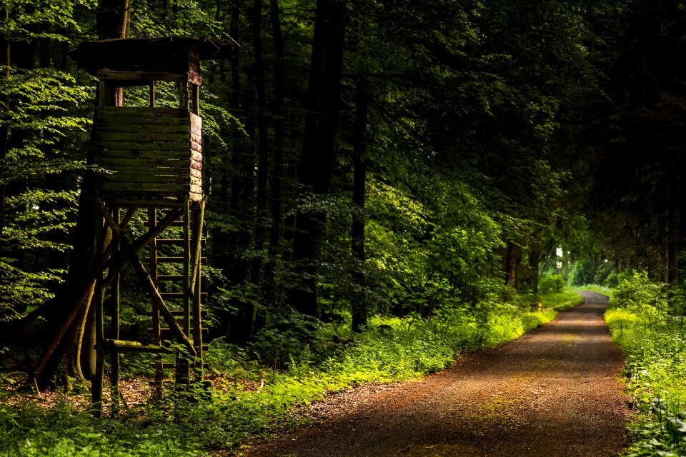 Wood trees forest path