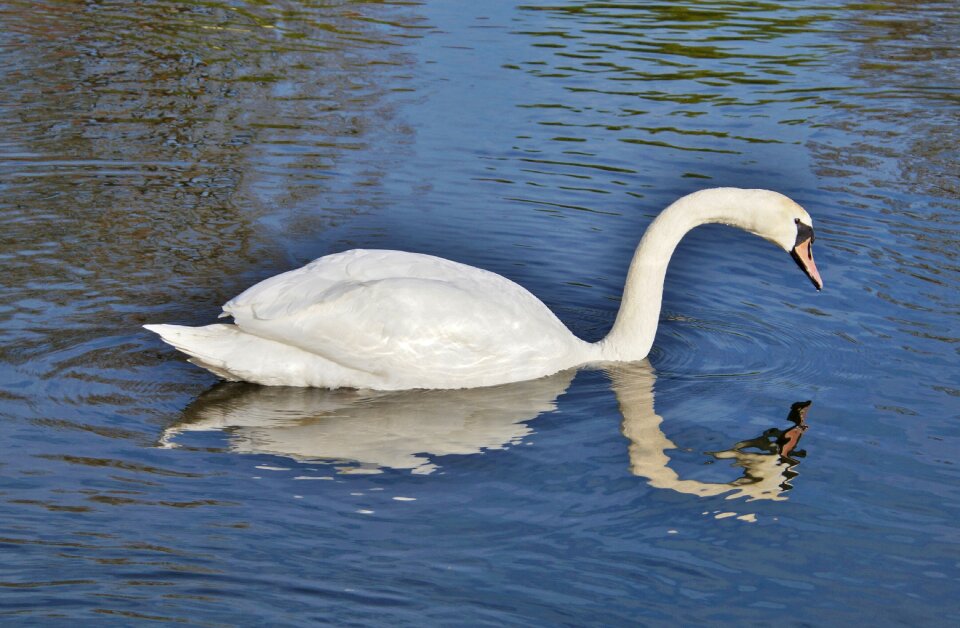 Animal white schwimmvogel