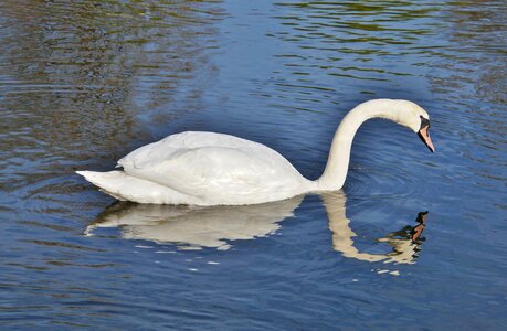 Animal white schwimmvogel
