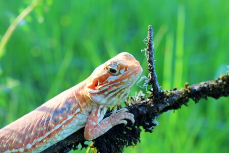 Reptile eye head photo