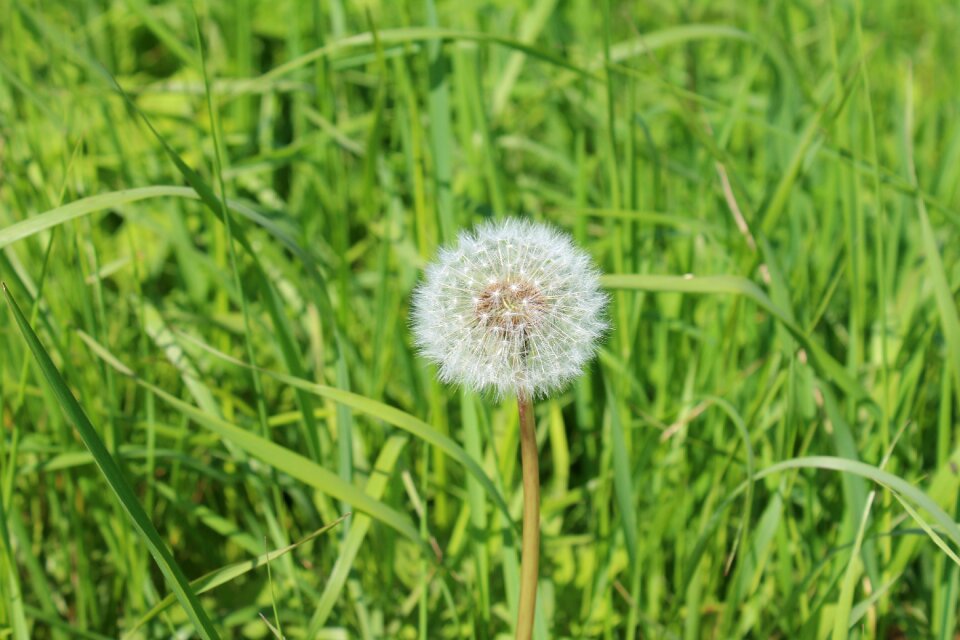 Taraxacum weed nature