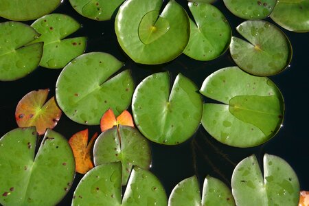Water garden waterlily