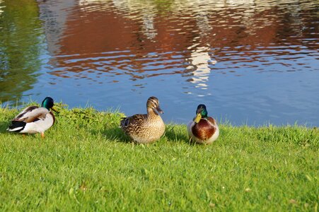 Poultry animal meadow photo