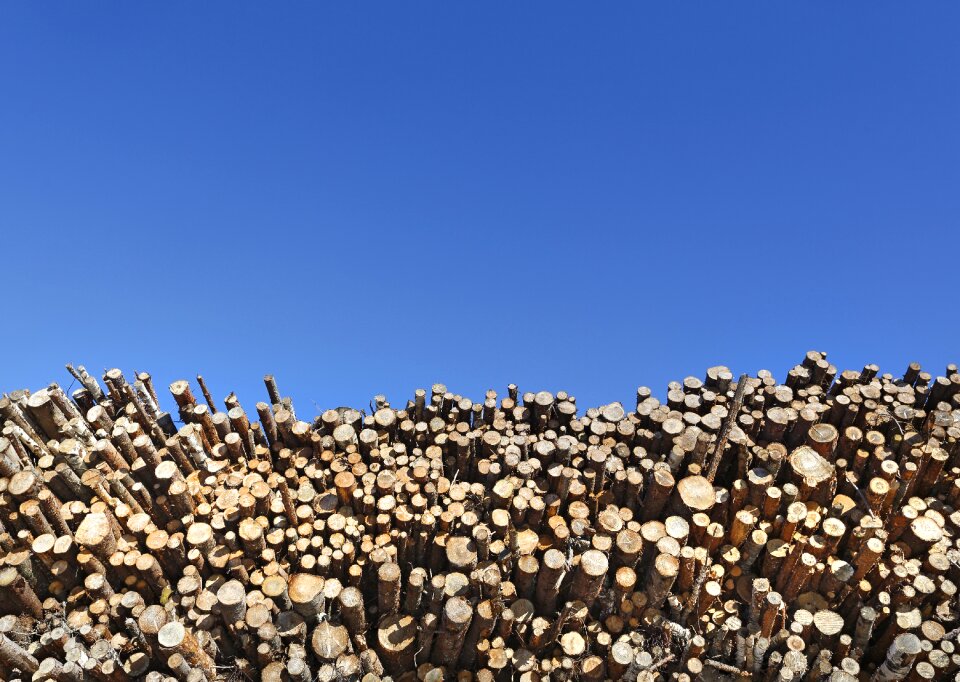 Softwood conifer wood