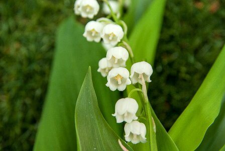 Bells flowers may 1